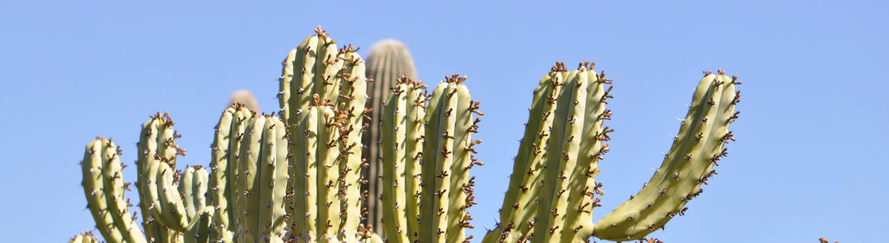 Saint Andrew's Parish in Phoenix, AZ